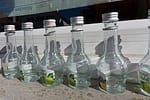 Alcohol Abuse